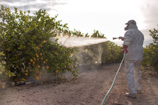 Best Pest Control Near Me  in Albany, TX