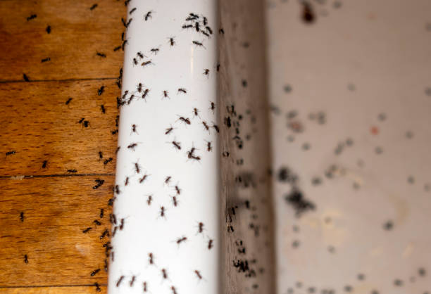 Pest Control Cost in Albany, TX