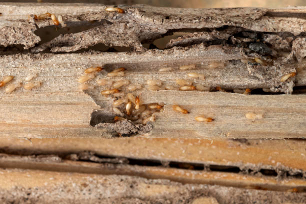 Best Ant Control Services  in Albany, TX